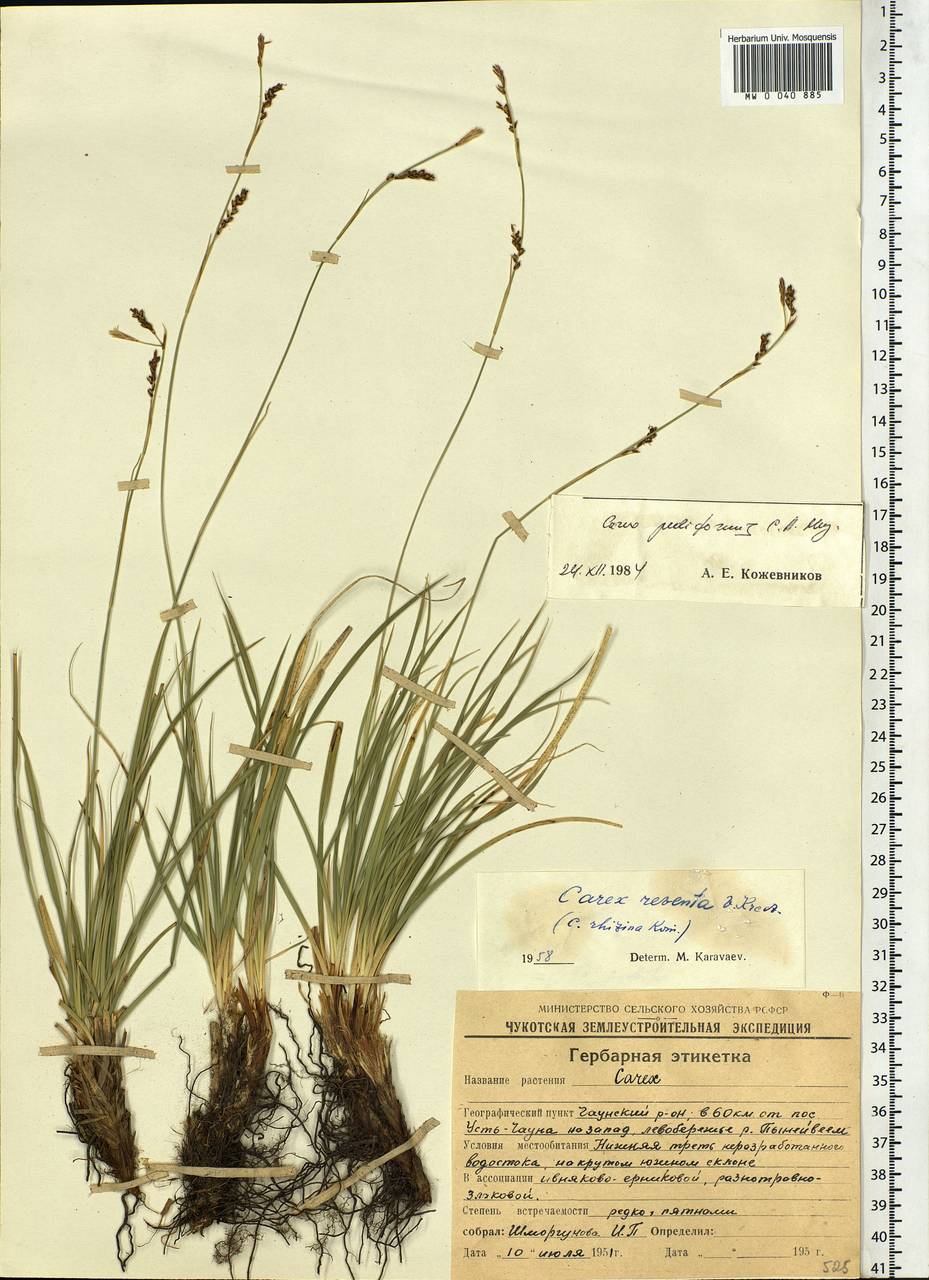 Carex pediformis C.A.Mey., Siberia, Chukotka & Kamchatka (S7) (Russia)