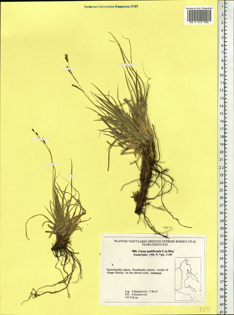 Carex pediformis C.A.Mey., Siberia, Chukotka & Kamchatka (S7) (Russia)