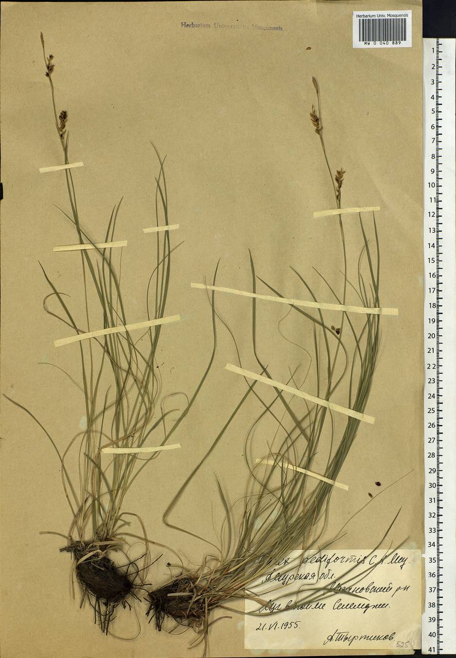 Carex pediformis C.A.Mey., Siberia, Russian Far East (S6) (Russia)