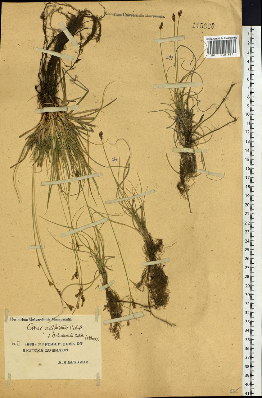 Carex pediformis C.A.Mey., Siberia, Yakutia (S5) (Russia)
