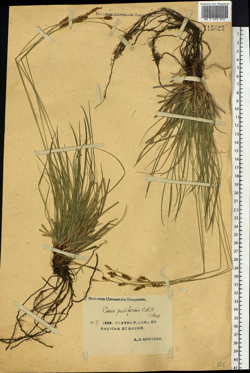 Carex pediformis C.A.Mey., Siberia, Yakutia (S5) (Russia)