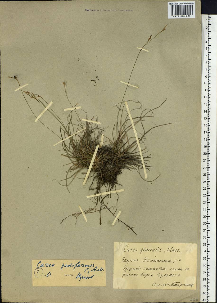 Carex pediformis C.A.Mey., Siberia, Yakutia (S5) (Russia)