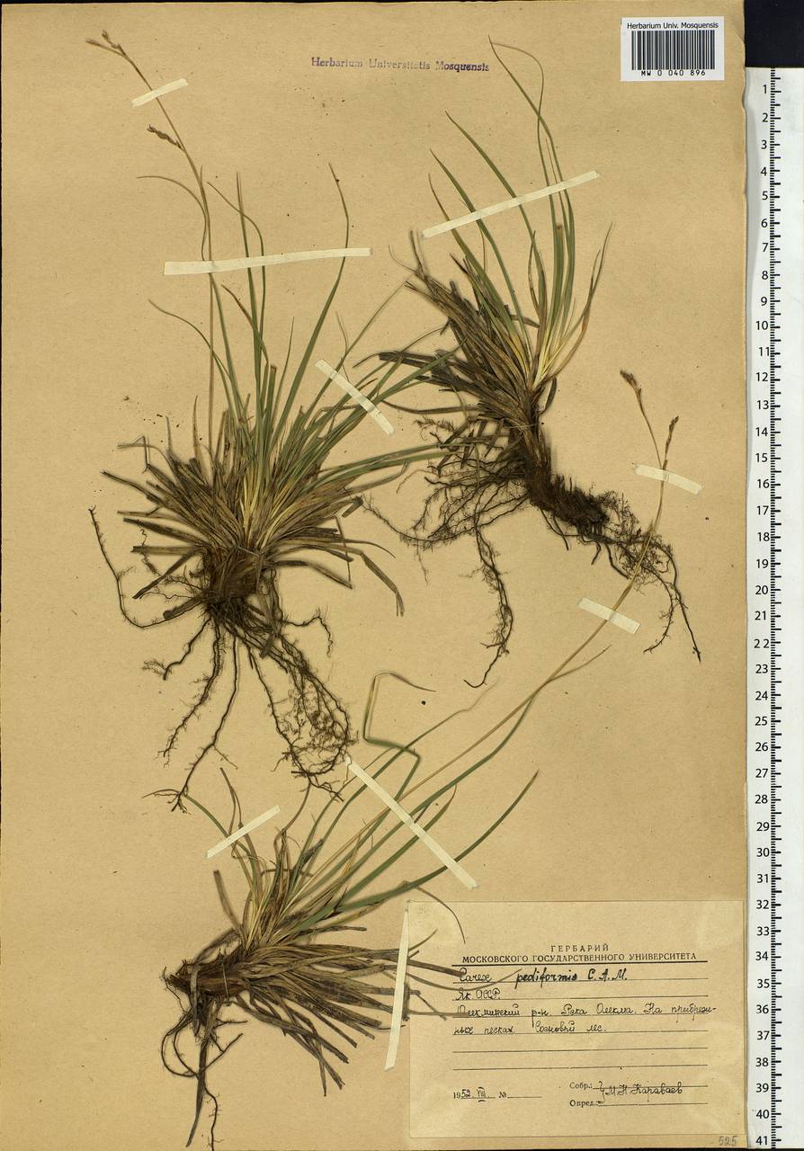Carex pediformis C.A.Mey., Siberia, Yakutia (S5) (Russia)