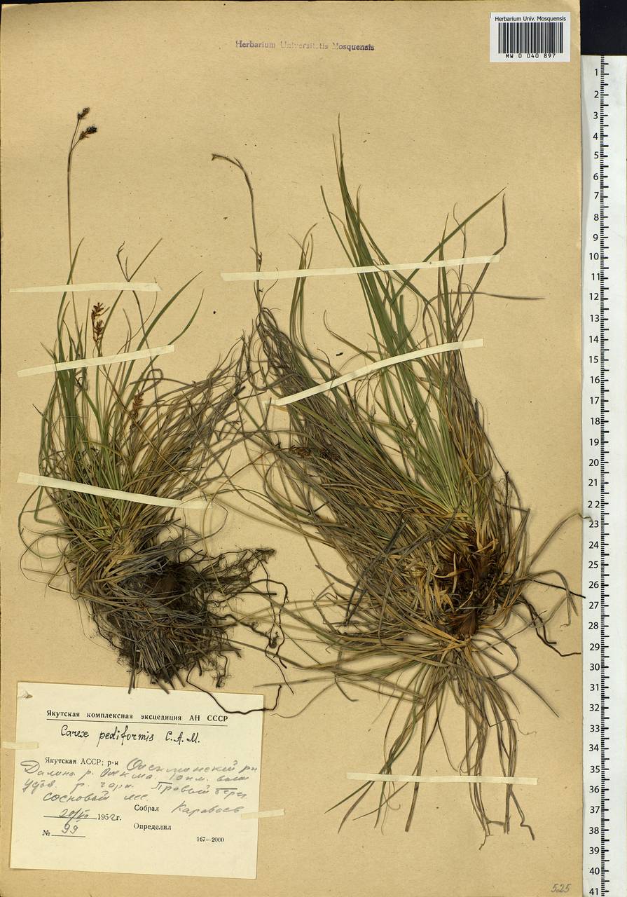 Carex pediformis C.A.Mey., Siberia, Yakutia (S5) (Russia)