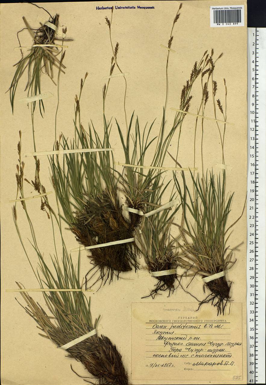 Carex pediformis C.A.Mey., Siberia, Yakutia (S5) (Russia)
