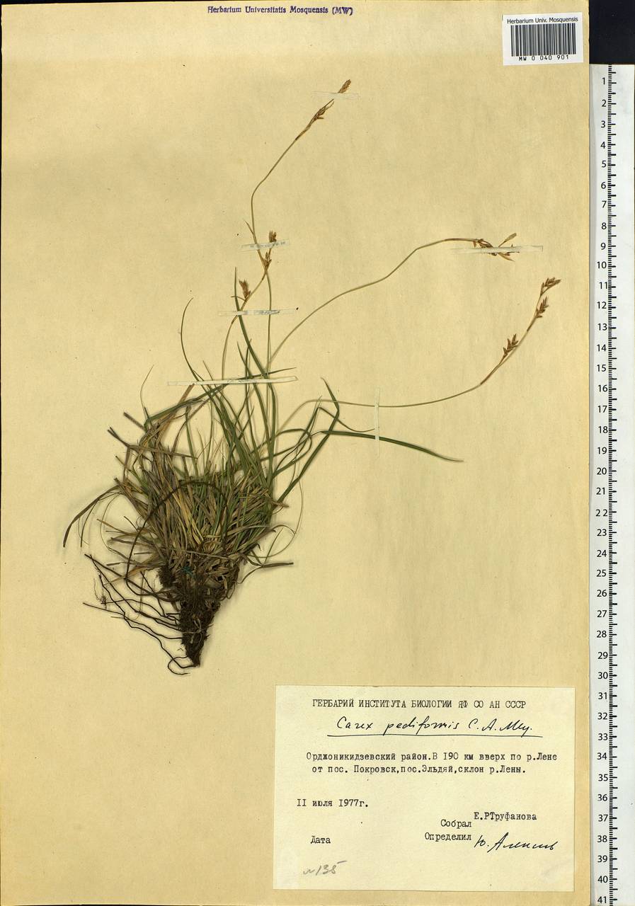 Carex pediformis C.A.Mey., Siberia, Yakutia (S5) (Russia)