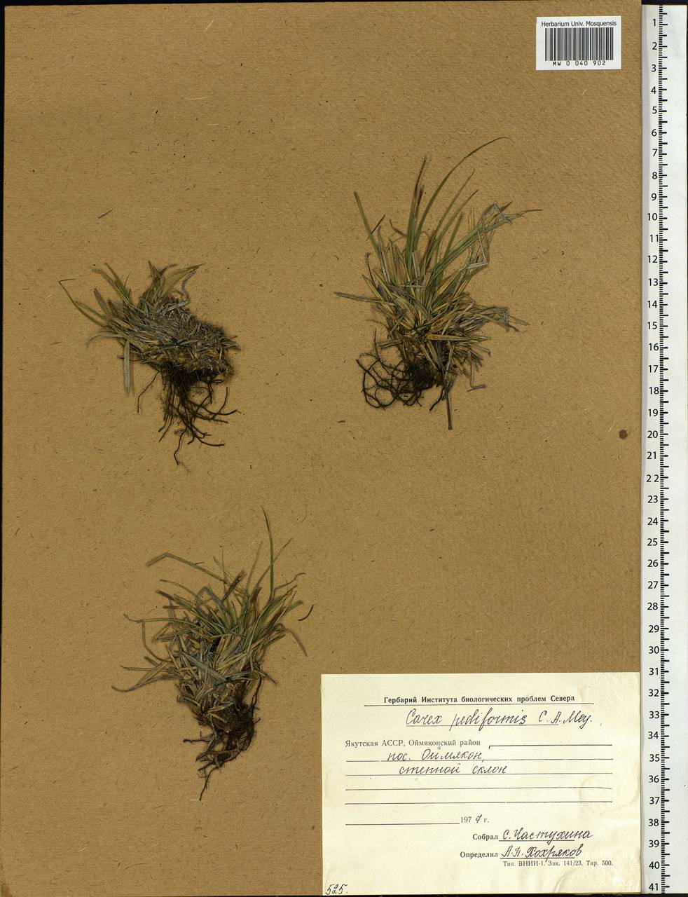 Carex pediformis C.A.Mey., Siberia, Yakutia (S5) (Russia)