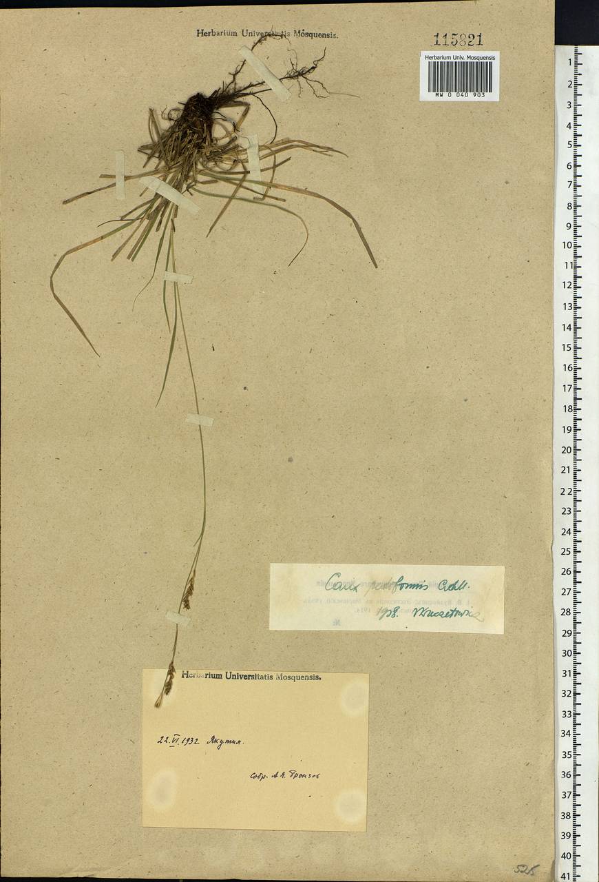 Carex pediformis C.A.Mey., Siberia, Yakutia (S5) (Russia)