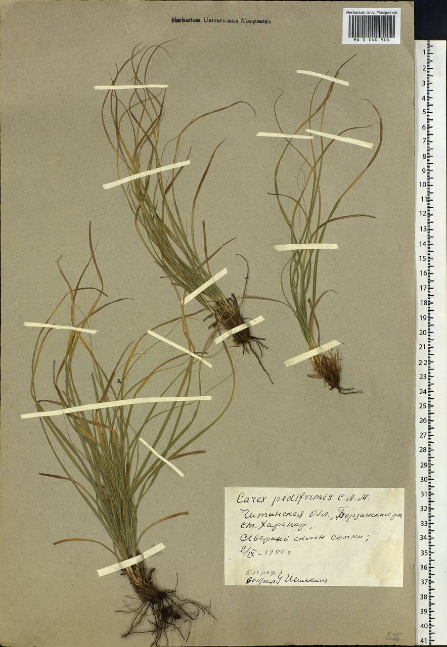 Carex pediformis C.A.Mey., Siberia, Baikal & Transbaikal region (S4) (Russia)