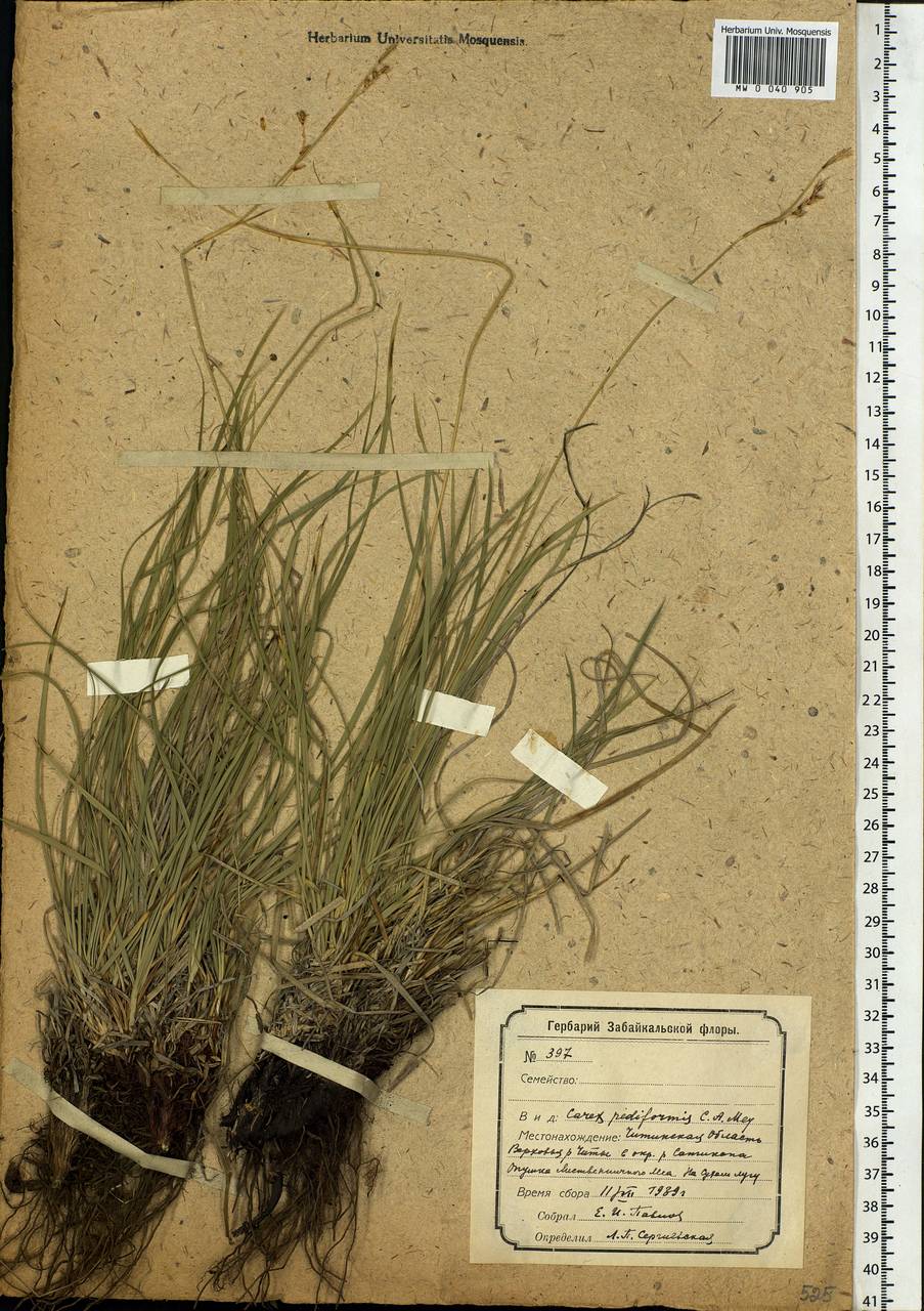 Carex pediformis C.A.Mey., Siberia, Baikal & Transbaikal region (S4) (Russia)