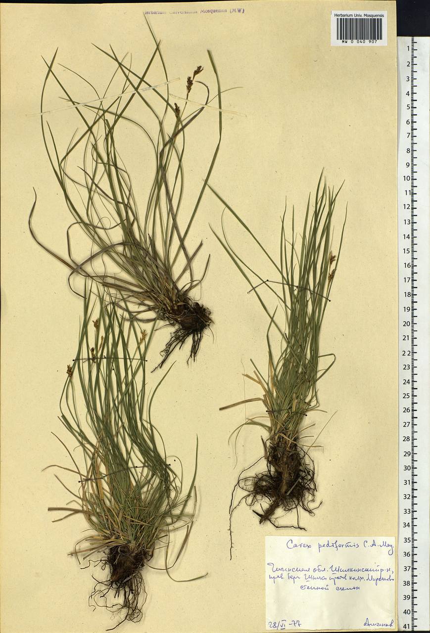 Carex pediformis C.A.Mey., Siberia, Baikal & Transbaikal region (S4) (Russia)