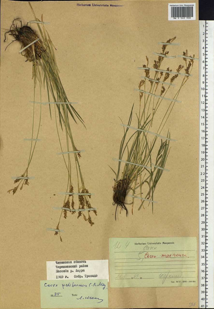 Carex pediformis C.A.Mey., Siberia, Baikal & Transbaikal region (S4) (Russia)