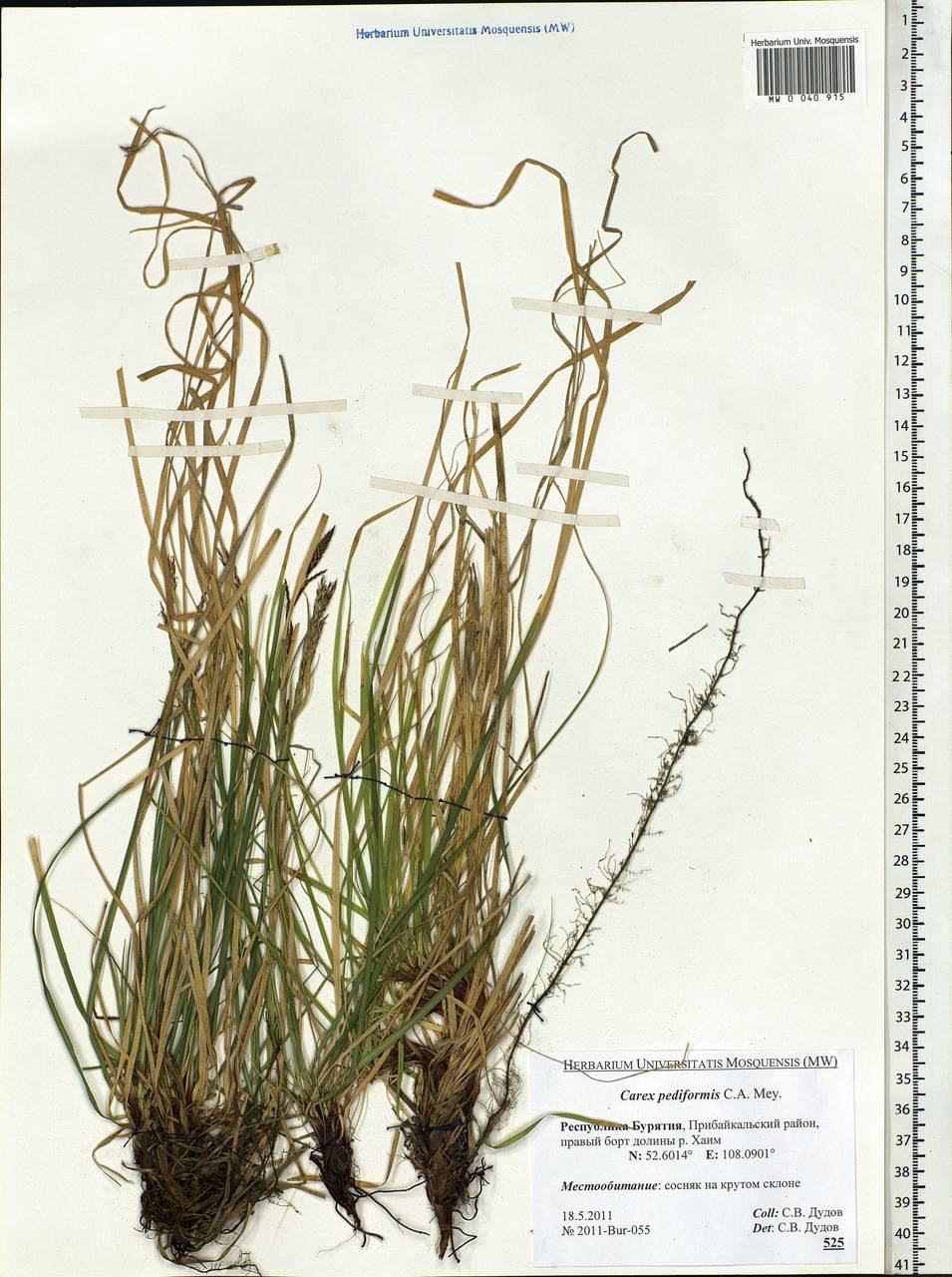 Carex pediformis C.A.Mey., Siberia, Baikal & Transbaikal region (S4) (Russia)