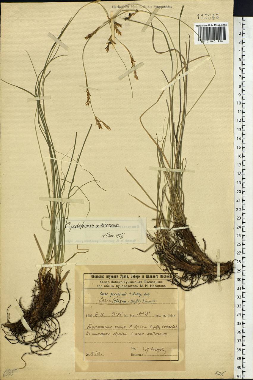Carex pediformis C.A.Mey., Siberia, Baikal & Transbaikal region (S4) (Russia)