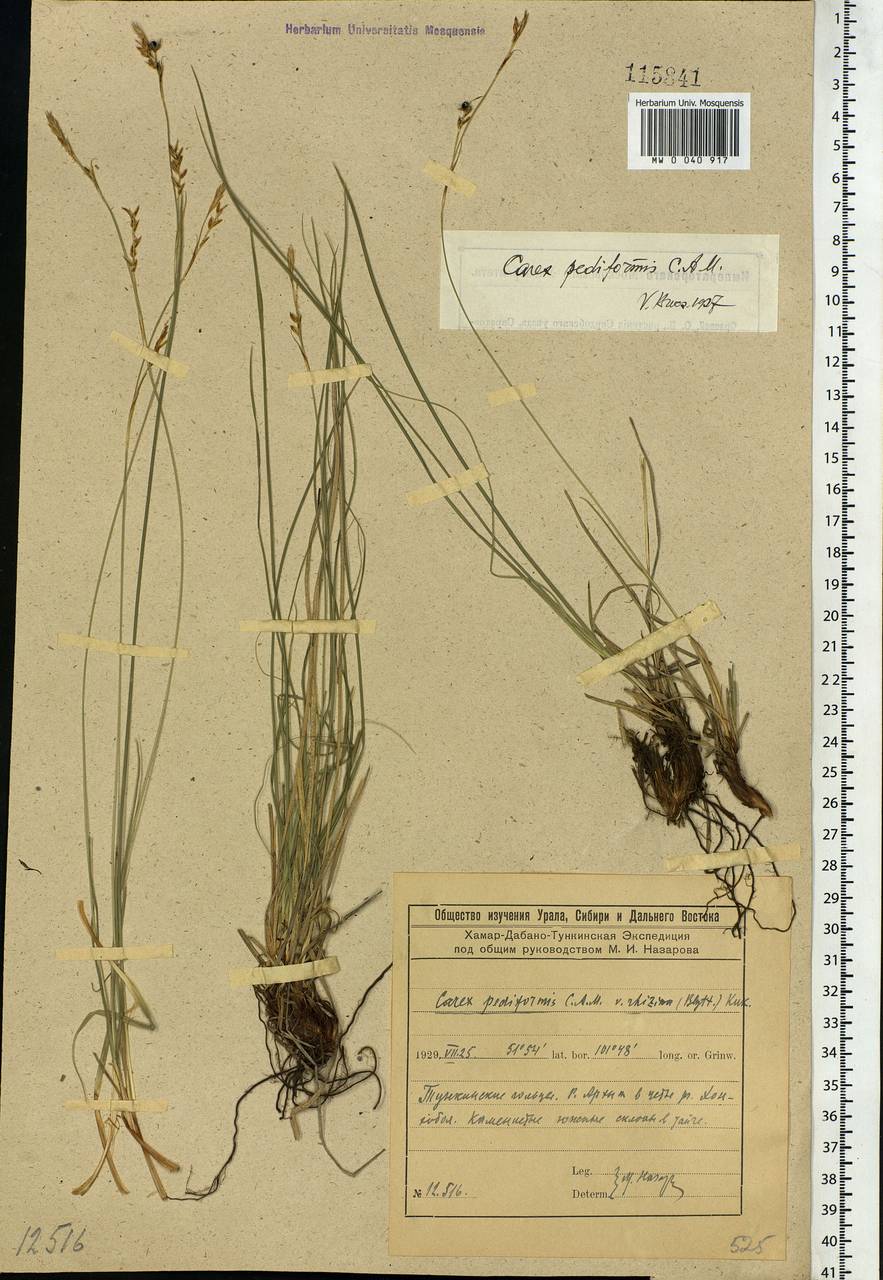 Carex pediformis C.A.Mey., Siberia, Baikal & Transbaikal region (S4) (Russia)