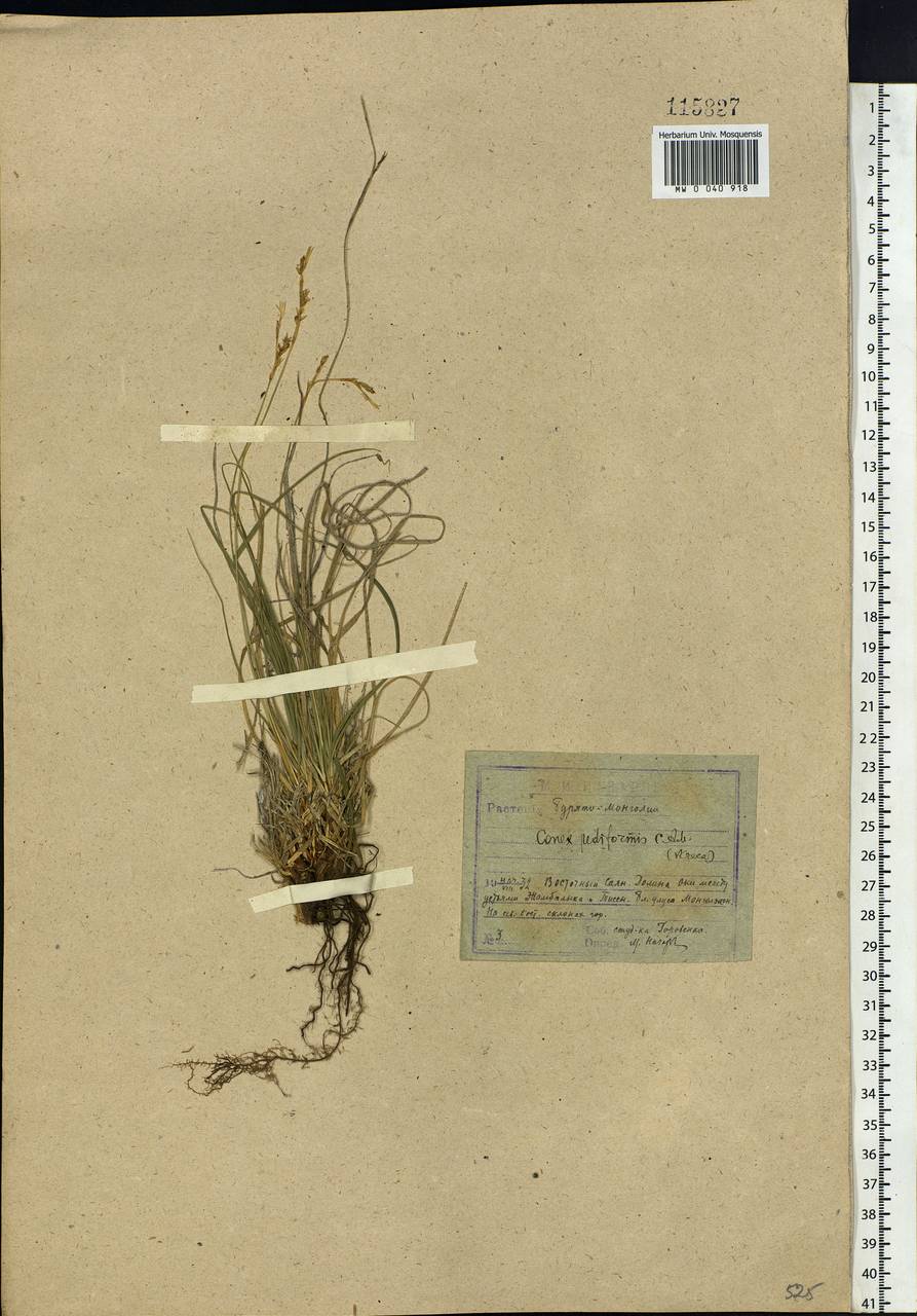 Carex pediformis C.A.Mey., Siberia, Baikal & Transbaikal region (S4) (Russia)