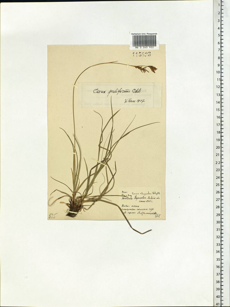 Carex pediformis C.A.Mey., Siberia, Baikal & Transbaikal region (S4) (Russia)