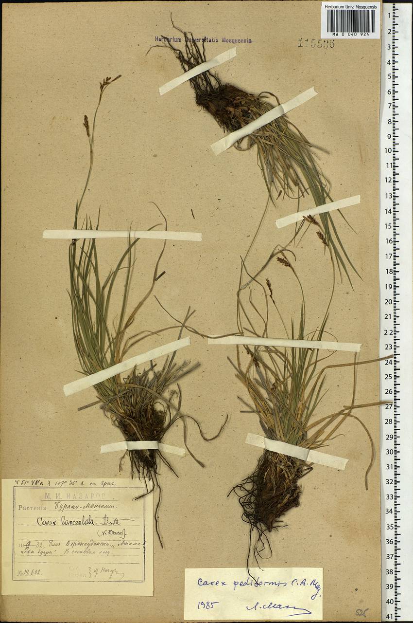 Carex pediformis C.A.Mey., Siberia, Baikal & Transbaikal region (S4) (Russia)