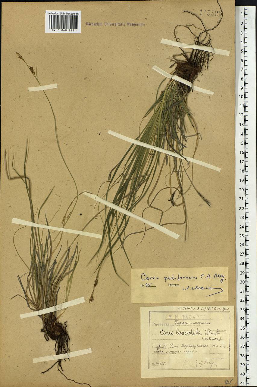 Carex pediformis C.A.Mey., Siberia, Baikal & Transbaikal region (S4) (Russia)