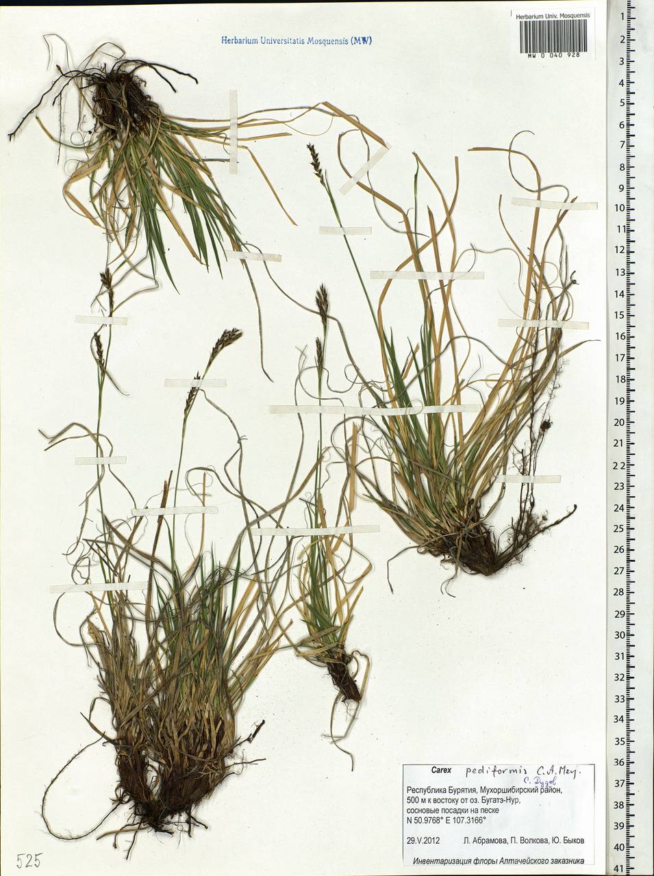 Carex pediformis C.A.Mey., Siberia, Baikal & Transbaikal region (S4) (Russia)