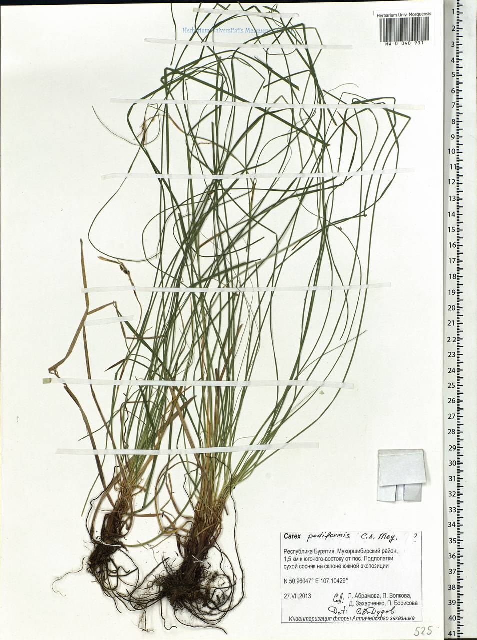 Carex pediformis C.A.Mey., Siberia, Baikal & Transbaikal region (S4) (Russia)