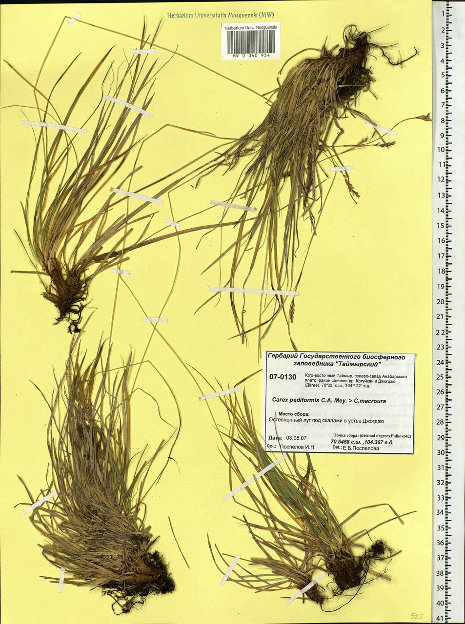 Carex pediformis C.A.Mey., Siberia, Central Siberia (S3) (Russia)