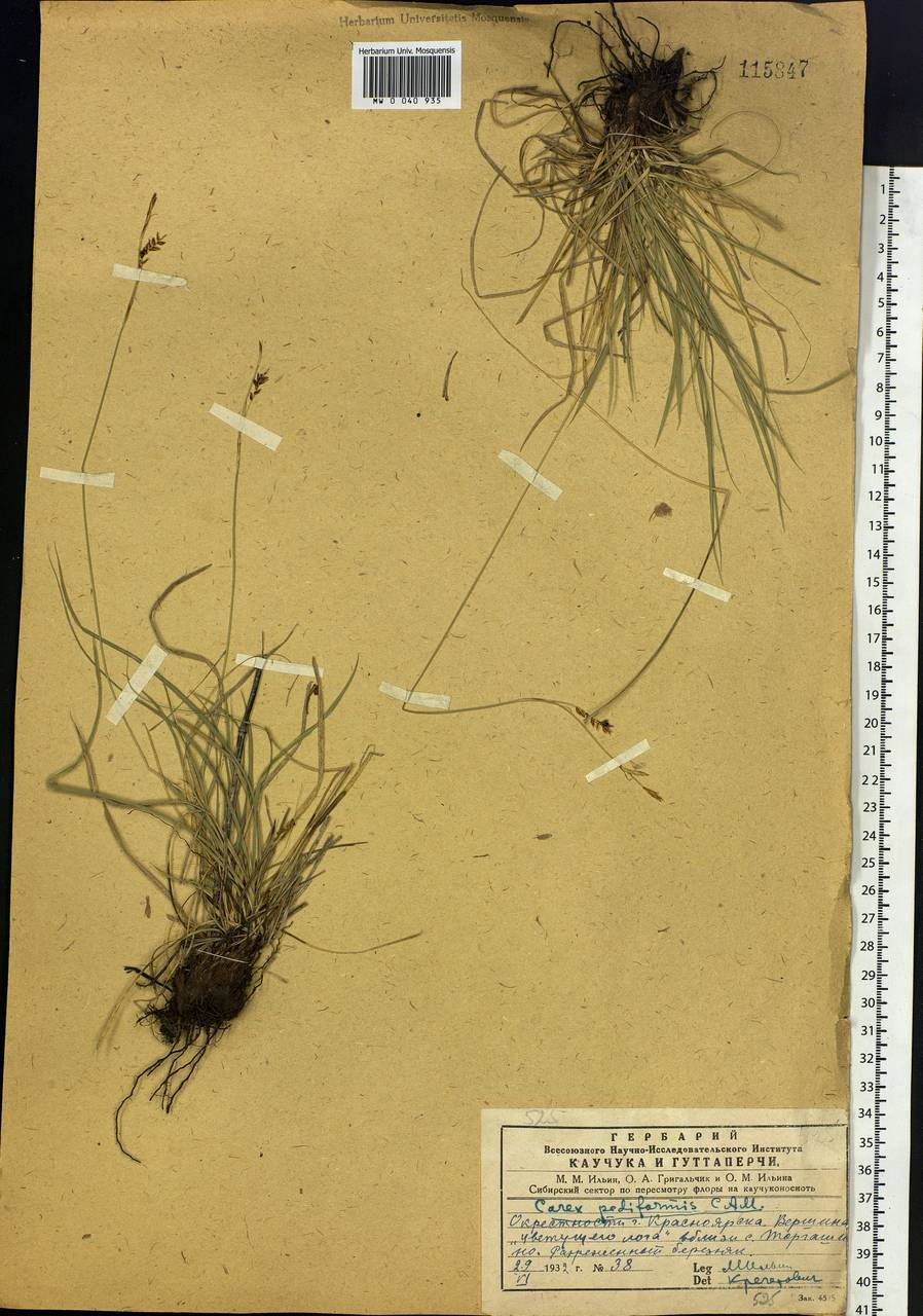 Carex pediformis C.A.Mey., Siberia, Central Siberia (S3) (Russia)