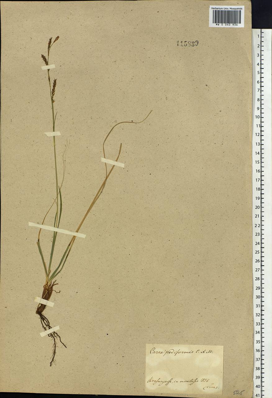 Carex pediformis C.A.Mey., Siberia, Central Siberia (S3) (Russia)