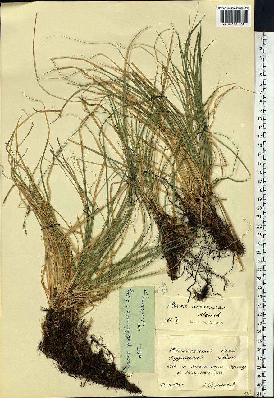 Carex pediformis C.A.Mey., Siberia, Central Siberia (S3) (Russia)