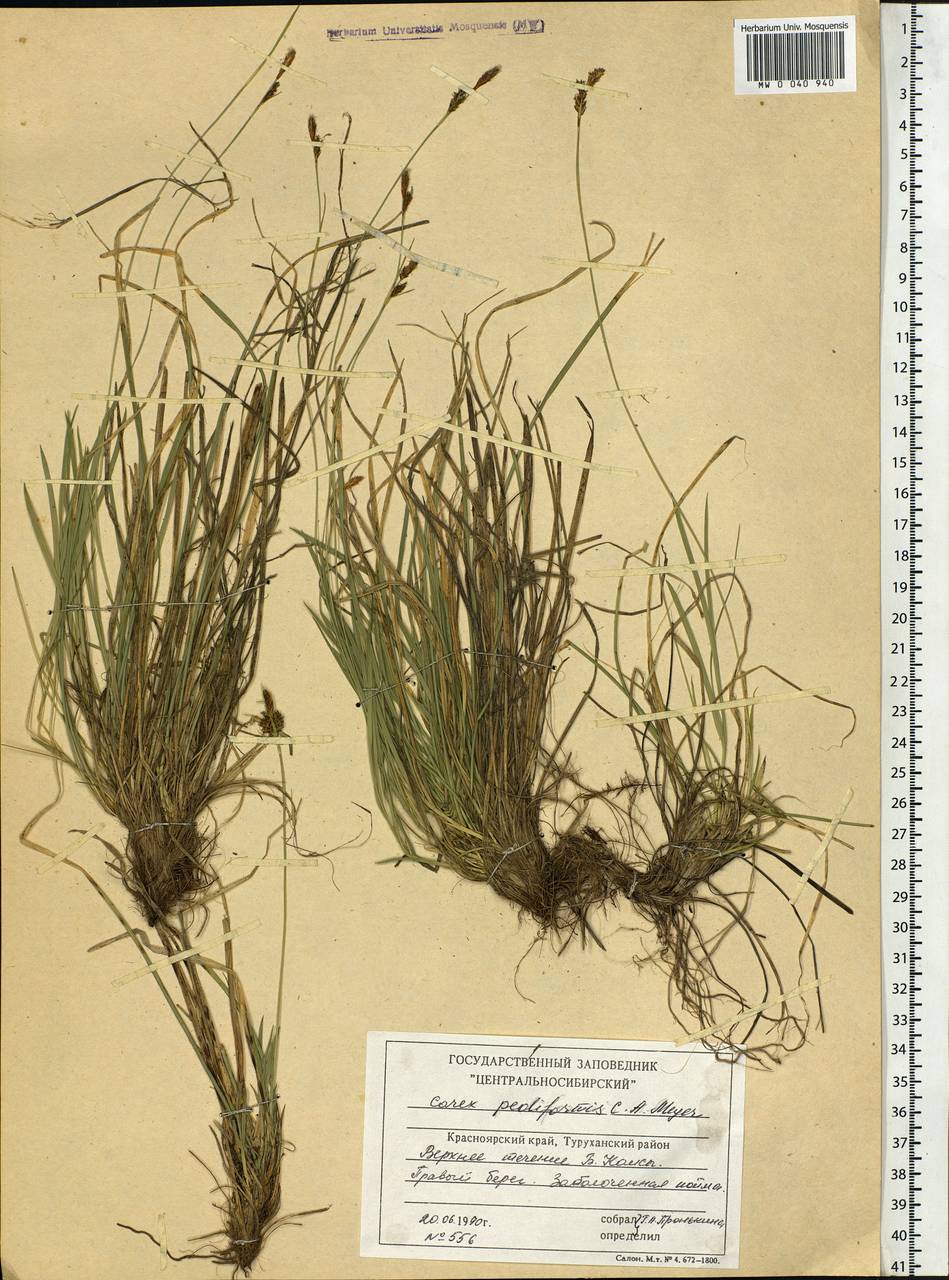 Carex pediformis C.A.Mey., Siberia, Central Siberia (S3) (Russia)