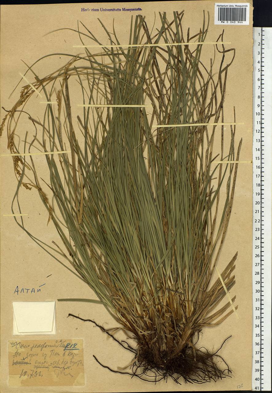 Carex pediformis C.A.Mey., Siberia, Western (Kazakhstan) Altai Mountains (S2a) (Kazakhstan)