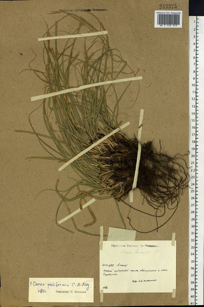 Carex pediformis C.A.Mey., Siberia, Altai & Sayany Mountains (S2) (Russia)