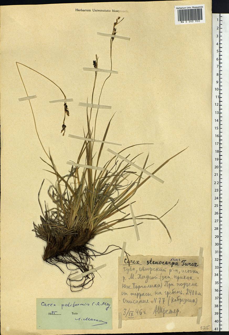 Carex pediformis C.A.Mey., Siberia, Altai & Sayany Mountains (S2) (Russia)