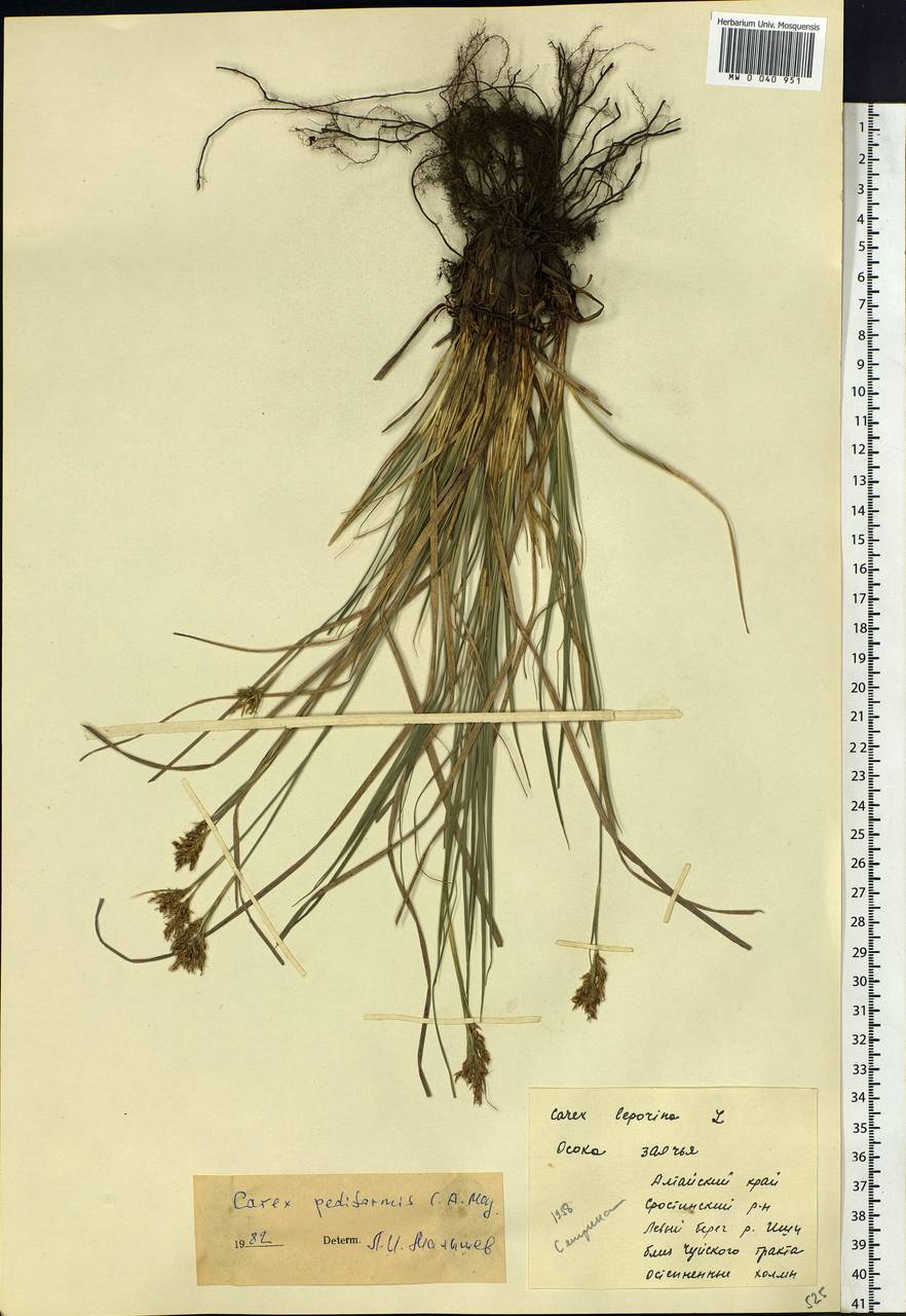 Carex pediformis C.A.Mey., Siberia, Altai & Sayany Mountains (S2) (Russia)