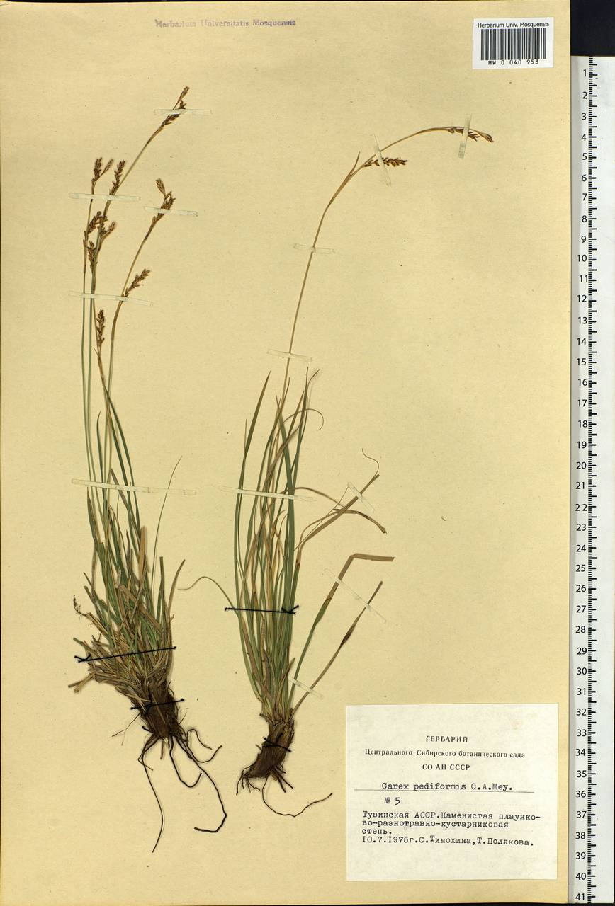 Carex pediformis C.A.Mey., Siberia, Altai & Sayany Mountains (S2) (Russia)