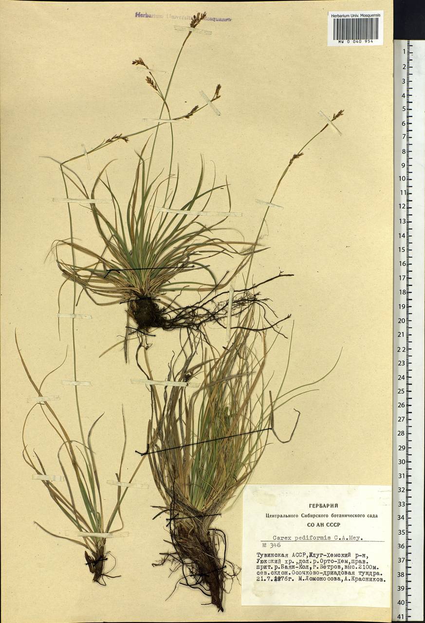 Carex pediformis C.A.Mey., Siberia, Altai & Sayany Mountains (S2) (Russia)