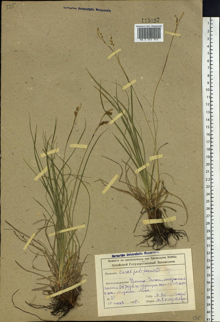 Carex pediformis C.A.Mey., Siberia, Altai & Sayany Mountains (S2) (Russia)