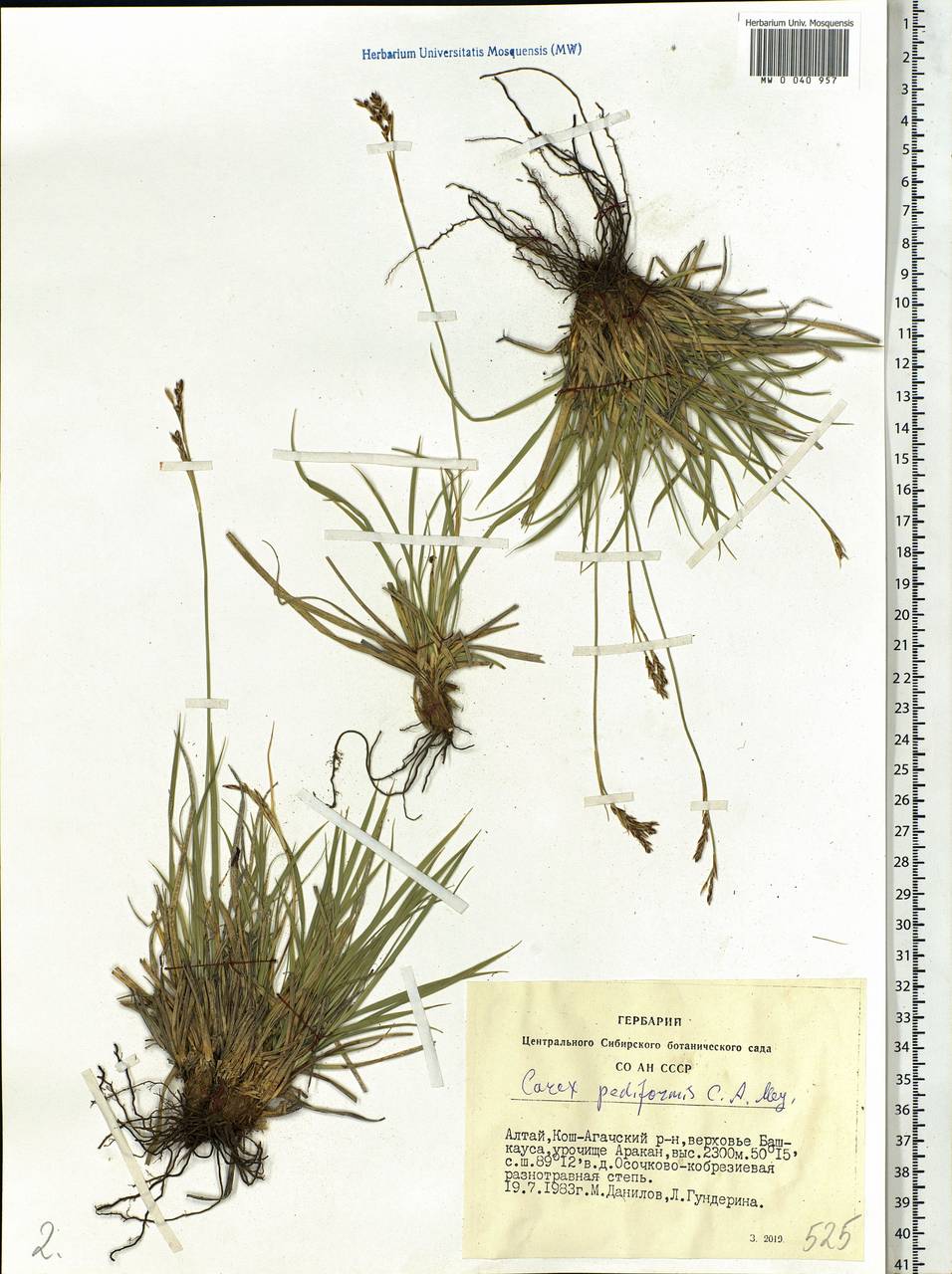 Carex pediformis C.A.Mey., Siberia, Altai & Sayany Mountains (S2) (Russia)