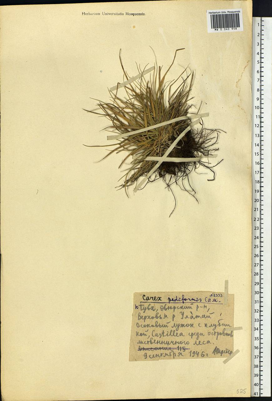 Carex pediformis C.A.Mey., Siberia, Altai & Sayany Mountains (S2) (Russia)