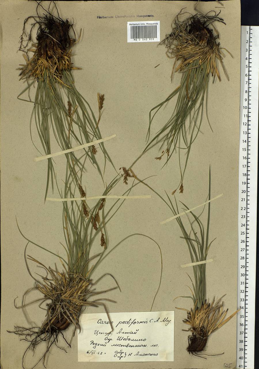 Carex pediformis C.A.Mey., Siberia, Altai & Sayany Mountains (S2) (Russia)