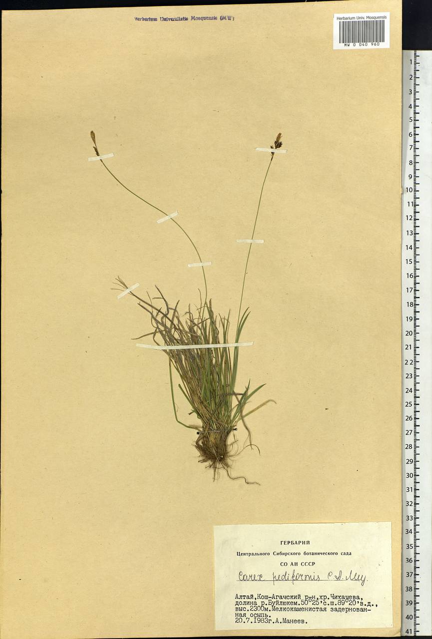 Carex pediformis C.A.Mey., Siberia, Altai & Sayany Mountains (S2) (Russia)
