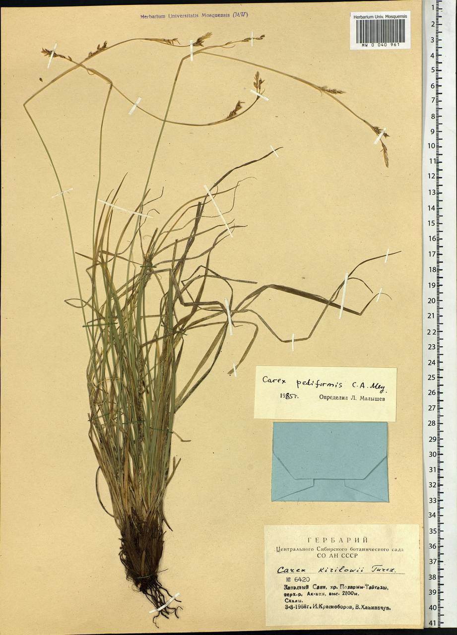 Carex pediformis C.A.Mey., Siberia, Altai & Sayany Mountains (S2) (Russia)