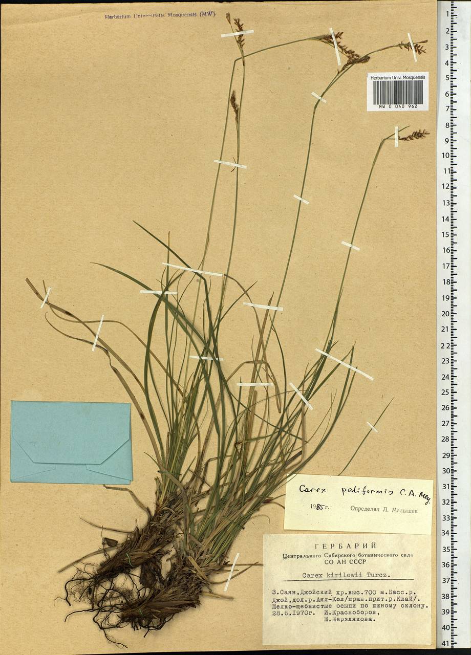 Carex pediformis C.A.Mey., Siberia, Altai & Sayany Mountains (S2) (Russia)