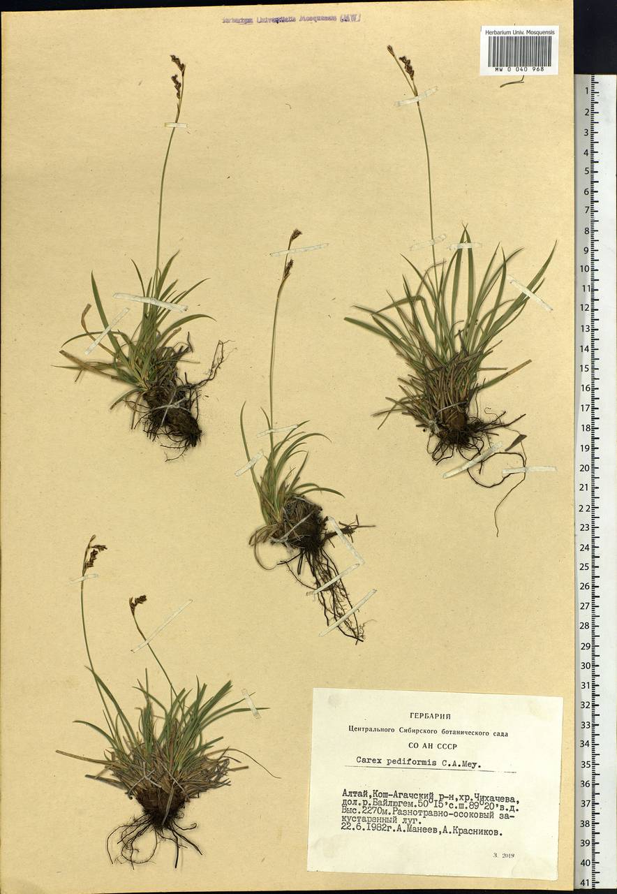 Carex pediformis C.A.Mey., Siberia, Altai & Sayany Mountains (S2) (Russia)