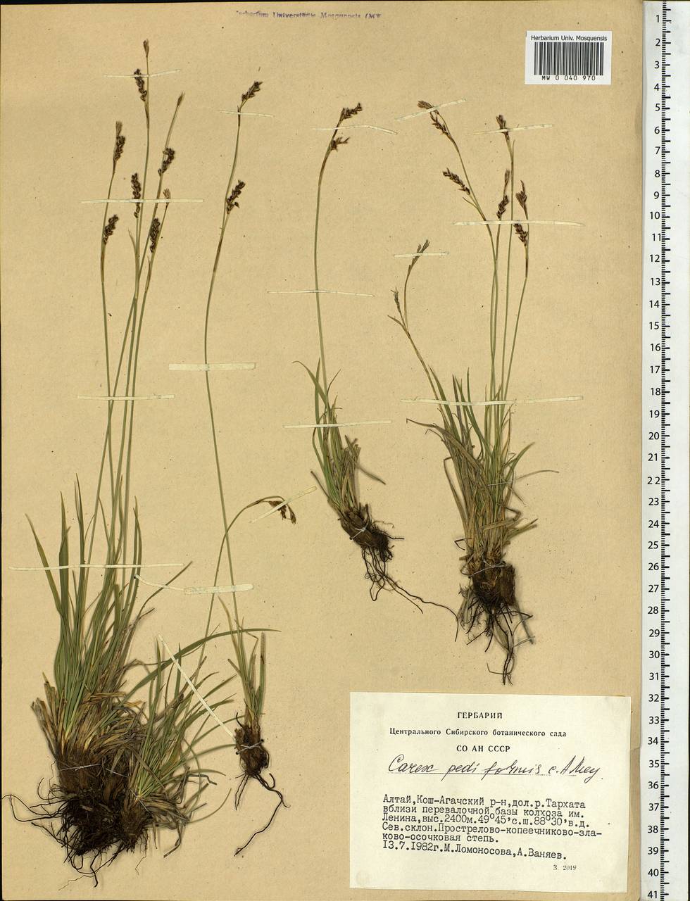 Carex pediformis C.A.Mey., Siberia, Altai & Sayany Mountains (S2) (Russia)