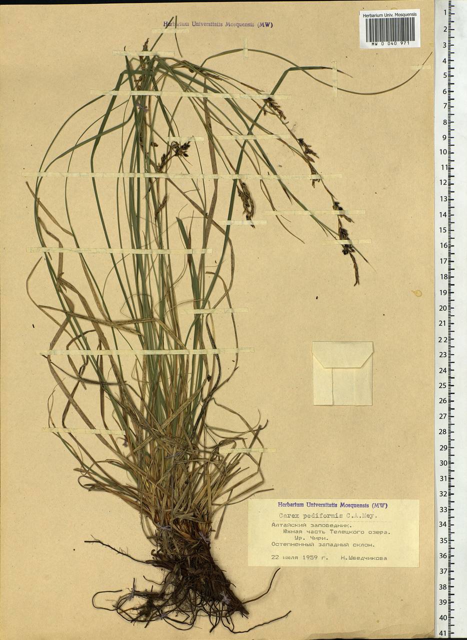 Carex pediformis C.A.Mey., Siberia, Altai & Sayany Mountains (S2) (Russia)