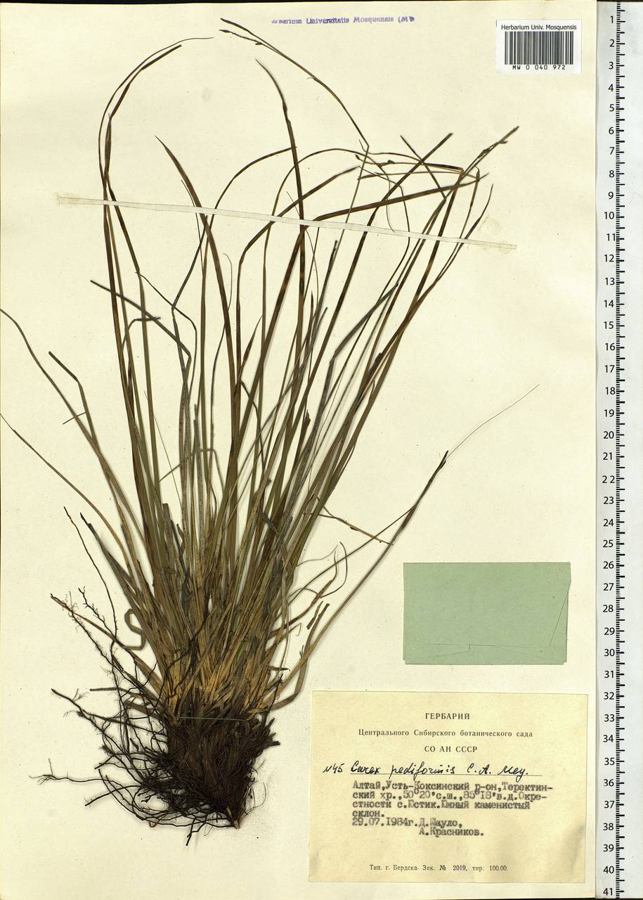 Carex pediformis C.A.Mey., Siberia, Altai & Sayany Mountains (S2) (Russia)