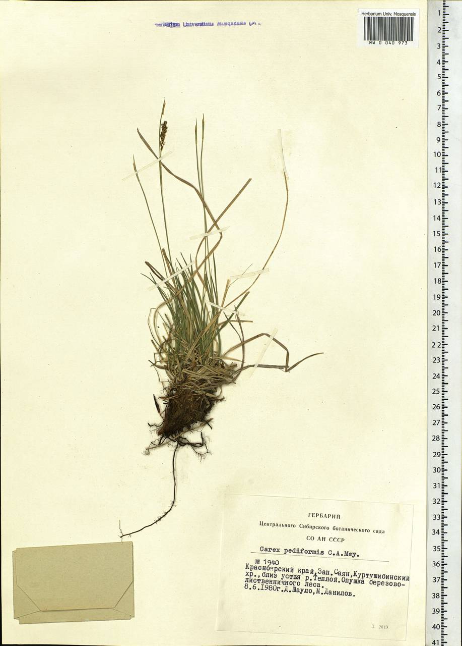 Carex pediformis C.A.Mey., Siberia, Altai & Sayany Mountains (S2) (Russia)