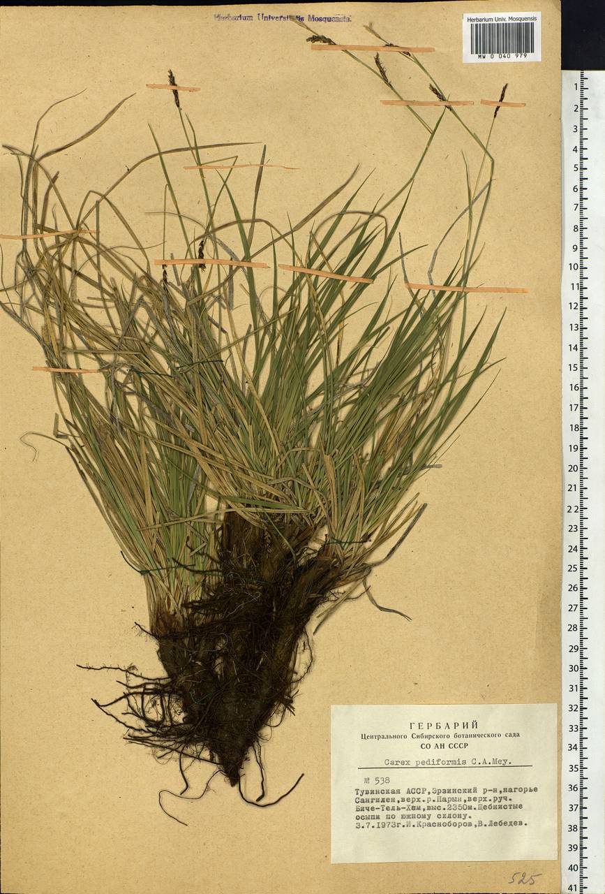Carex pediformis C.A.Mey., Siberia, Altai & Sayany Mountains (S2) (Russia)