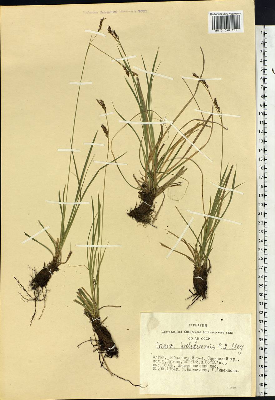 Carex pediformis C.A.Mey., Siberia, Altai & Sayany Mountains (S2) (Russia)